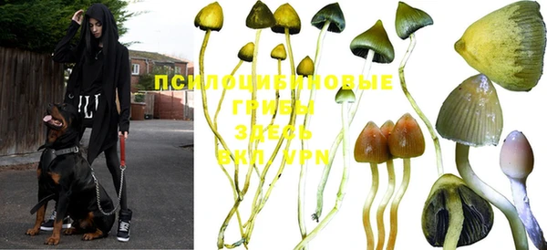 стаф Абинск