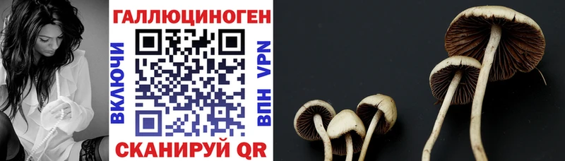 hydra tor  Ухта  Псилоцибиновые грибы Psilocybe 
